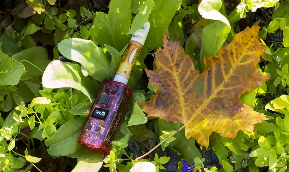 Exxus Claro resting in fall and autumn plants