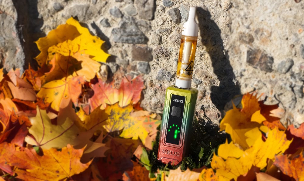 Exxus Rec resting against wall with autumn leaves nearby