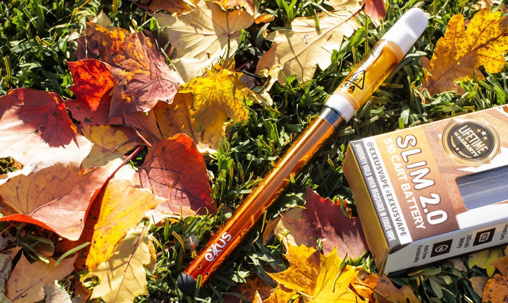 Exxus Slim 2 resting on grass with autumn leaves nearby