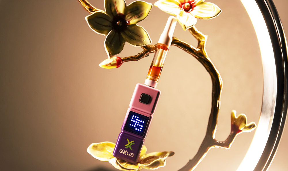 Exxus Stax standing on flower display lamp